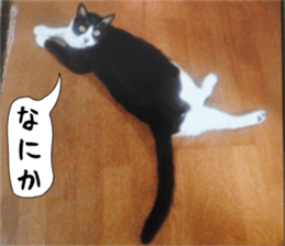 sticker japan cat&gin3 Tennis version4 sticker #13662029