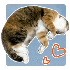 Rin is the cat of someone's home