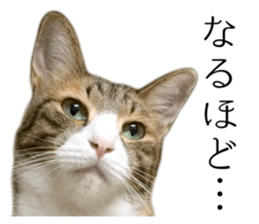 Rin is the cat of someone's home sticker #13664406