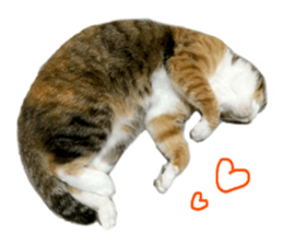 Rin is the cat of someone's home sticker #13664407