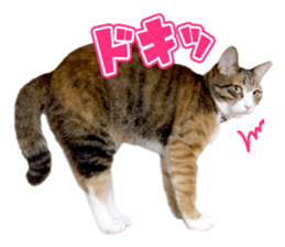 Rin is the cat of someone's home sticker #13664408