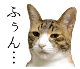 Rin is the cat of someone's home sticker #13664409