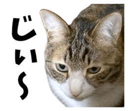 Rin is the cat of someone's home sticker #13664411