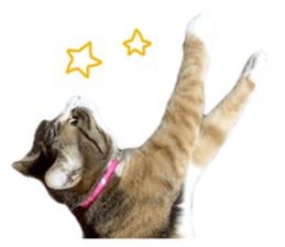 Rin is the cat of someone's home sticker #13664412