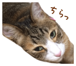 Rin is the cat of someone's home sticker #13664413