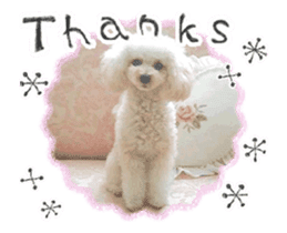 toy poodle "LUNLUN"-movie- English 2 sticker #13664519
