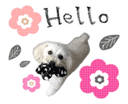 toy poodle "LUNLUN"-movie- English 2 sticker #13664523