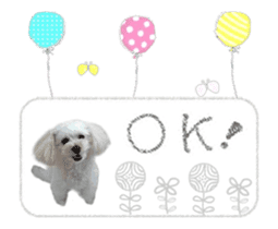 toy poodle "LUNLUN"-movie- English 2 sticker #13664526