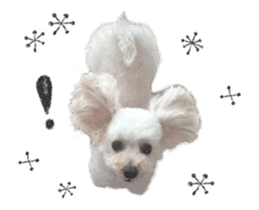 toy poodle "LUNLUN"-movie- English 2 sticker #13664527