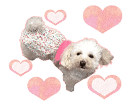 toy poodle "LUNLUN"-movie- English 2 sticker #13664529