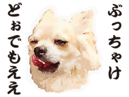 chihuahua no Ginsan sticker #13669464