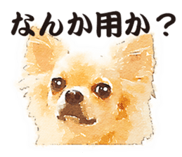 chihuahua no Ginsan sticker #13669465