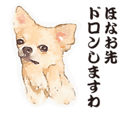 chihuahua no Ginsan sticker #13669468