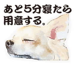 chihuahua no Ginsan sticker #13669469