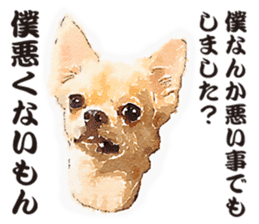 chihuahua no Ginsan sticker #13669471