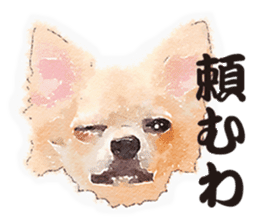 chihuahua no Ginsan sticker #13669472