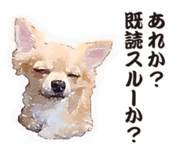 chihuahua no Ginsan sticker #13669474