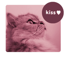 cute cat photo 2 G sticker #13669776