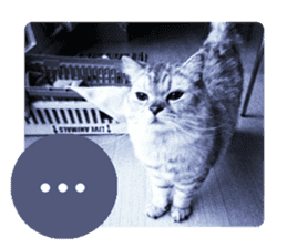 cute cat photo 2 G sticker #13669779