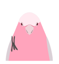 Animated Bird Sticker - tori no iro sticker #13670700