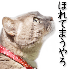 Kansai dialect cat(Photo)