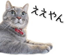 Kansai dialect cat(Photo) sticker #13671383