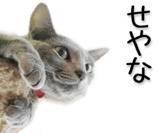 Kansai dialect cat(Photo) sticker #13671384