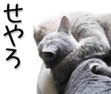 Kansai dialect cat(Photo) sticker #13671385