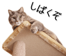 Kansai dialect cat(Photo) sticker #13671386
