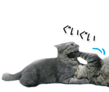 Kansai dialect cat(Photo) sticker #13671387