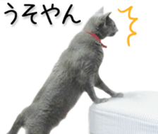 Kansai dialect cat(Photo) sticker #13671389