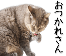 Kansai dialect cat(Photo) sticker #13671390