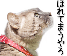 Kansai dialect cat(Photo) sticker #13671391