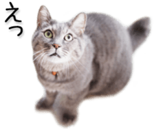 Kansai dialect cat(Photo) sticker #13671392
