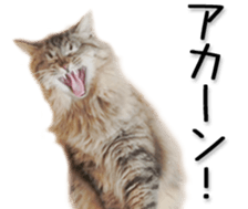 Kansai dialect cat(Photo) sticker #13671393