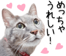 Kansai dialect cat(Photo) sticker #13671394