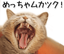 Kansai dialect cat(Photo) sticker #13671395