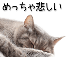 Kansai dialect cat(Photo) sticker #13671396