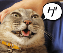 Kansai dialect cat(Photo) sticker #13671397