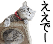 Kansai dialect cat(Photo) sticker #13671400