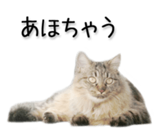 Kansai dialect cat(Photo) sticker #13671401