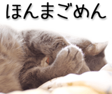 Kansai dialect cat(Photo) sticker #13671402