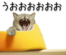 Kansai dialect cat(Photo) sticker #13671403
