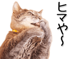 Kansai dialect cat(Photo) sticker #13671404