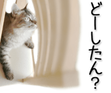 Kansai dialect cat(Photo) sticker #13671405