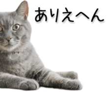 Kansai dialect cat(Photo) sticker #13671406