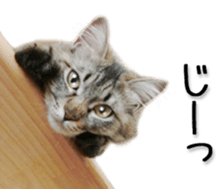Kansai dialect cat(Photo) sticker #13671407