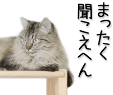 Kansai dialect cat(Photo) sticker #13671408