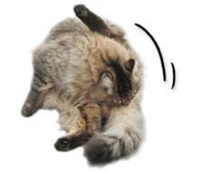 Kansai dialect cat(Photo) sticker #13671409