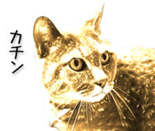 Kansai dialect cat(Photo) sticker #13671410